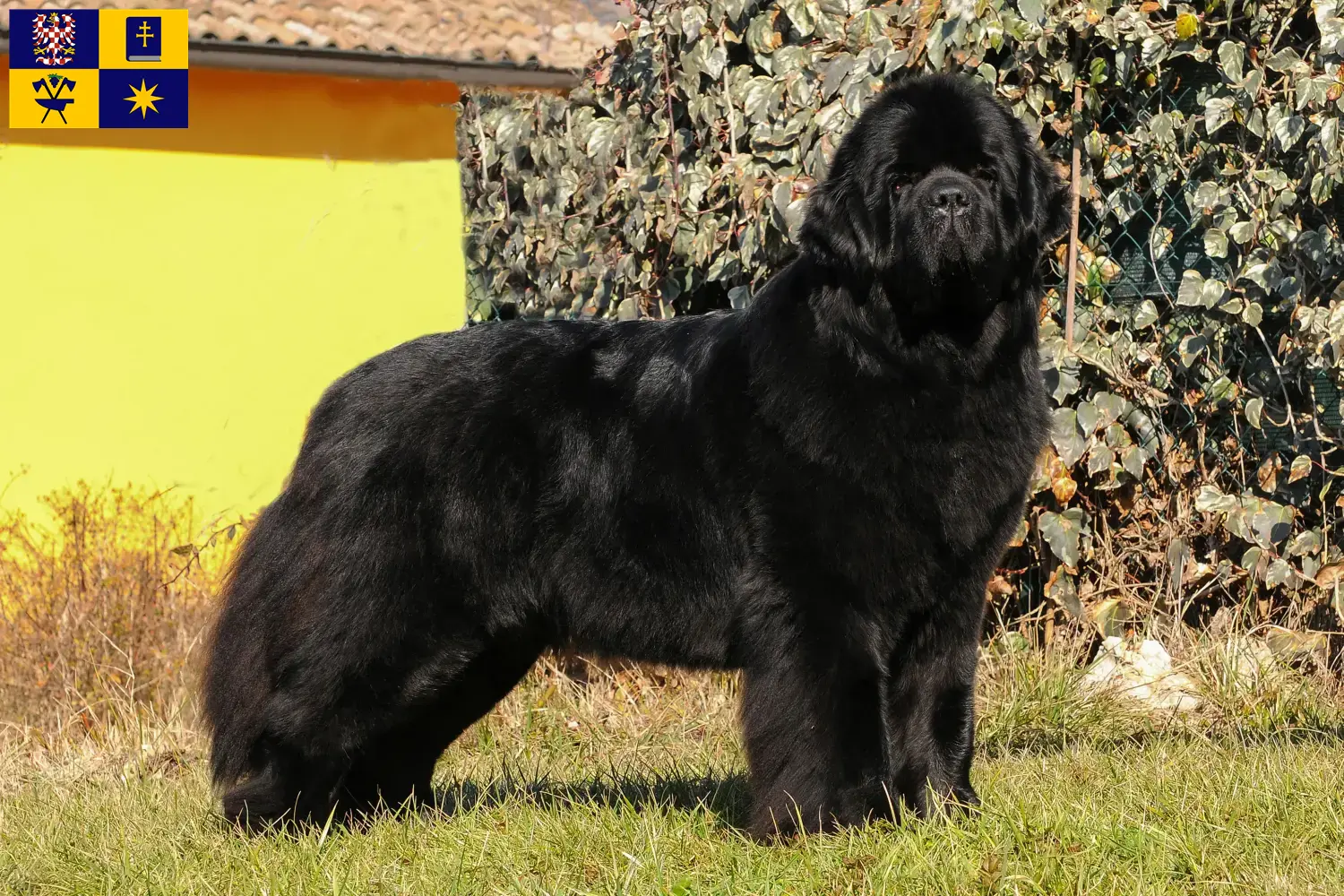 Read more about the article Newfoundland breeders and puppies in Zlín