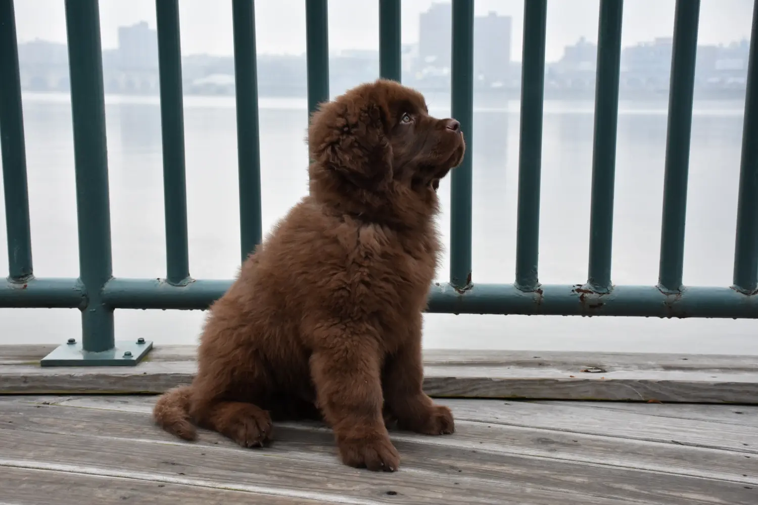 Buying a Newfoundland puppy means taking responsibility! Buy Newfoundland puppies.
