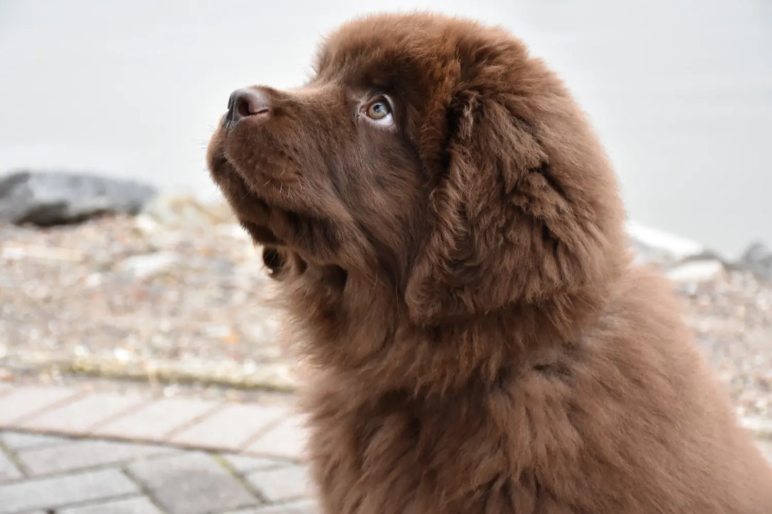Buying a Newfoundland puppy means taking responsibility! Buy Newfoundland puppies.