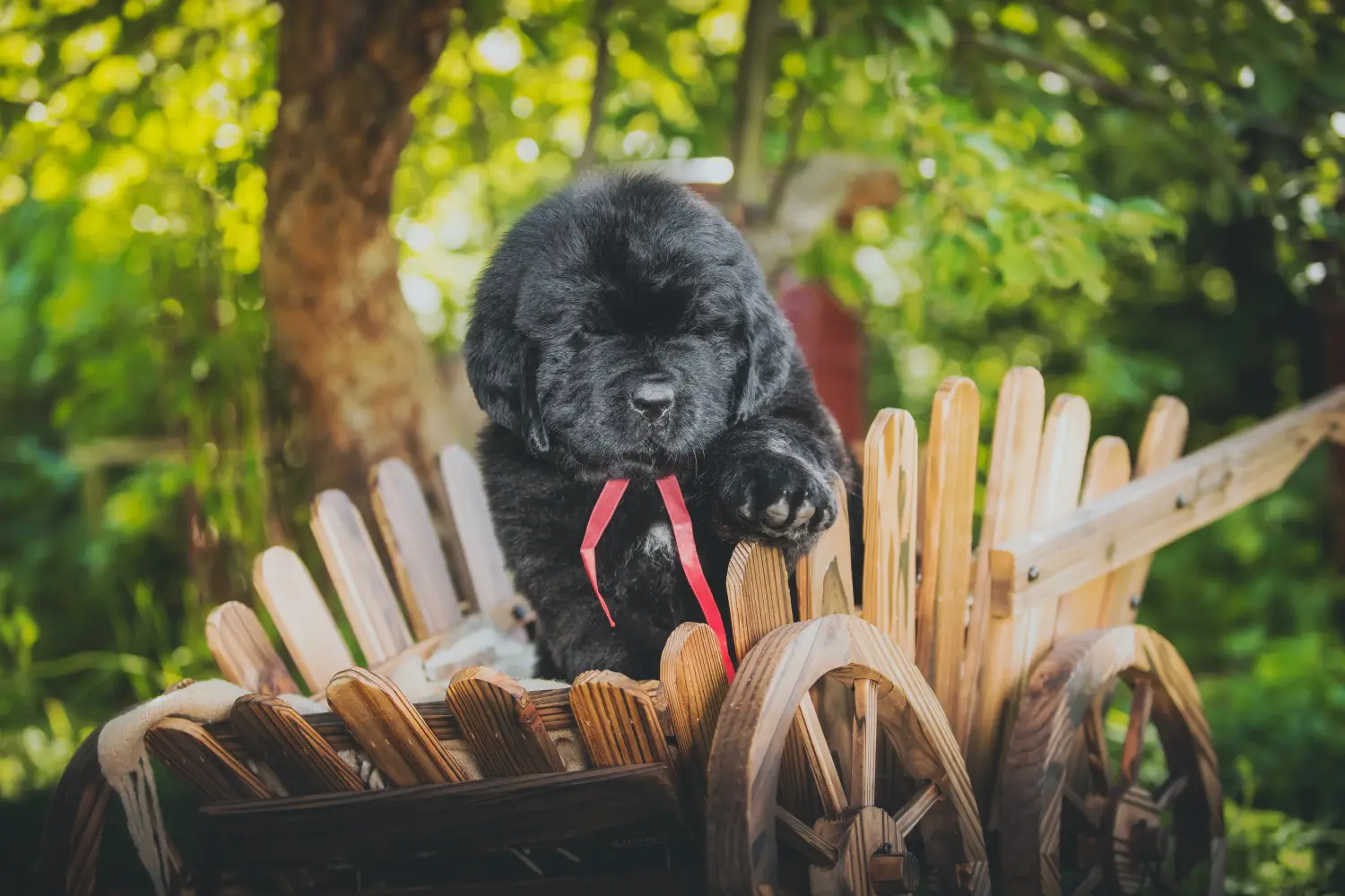 Buying a Newfoundland puppy means taking responsibility! Buy Newfoundland puppies.