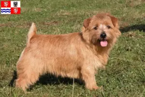 Read more about the article Norfolk Terrier breeders and puppies in Central Bohemia