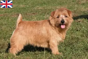 Read more about the article Norfolk Terrier breeders and puppies in Great Britain