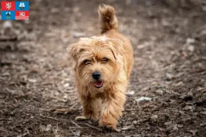 Read more about the article Norfolk Terrier breeders and puppies in Karlsbad