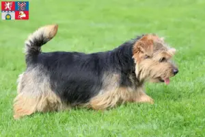 Read more about the article Norfolk Terrier breeders and puppies in Pardubice