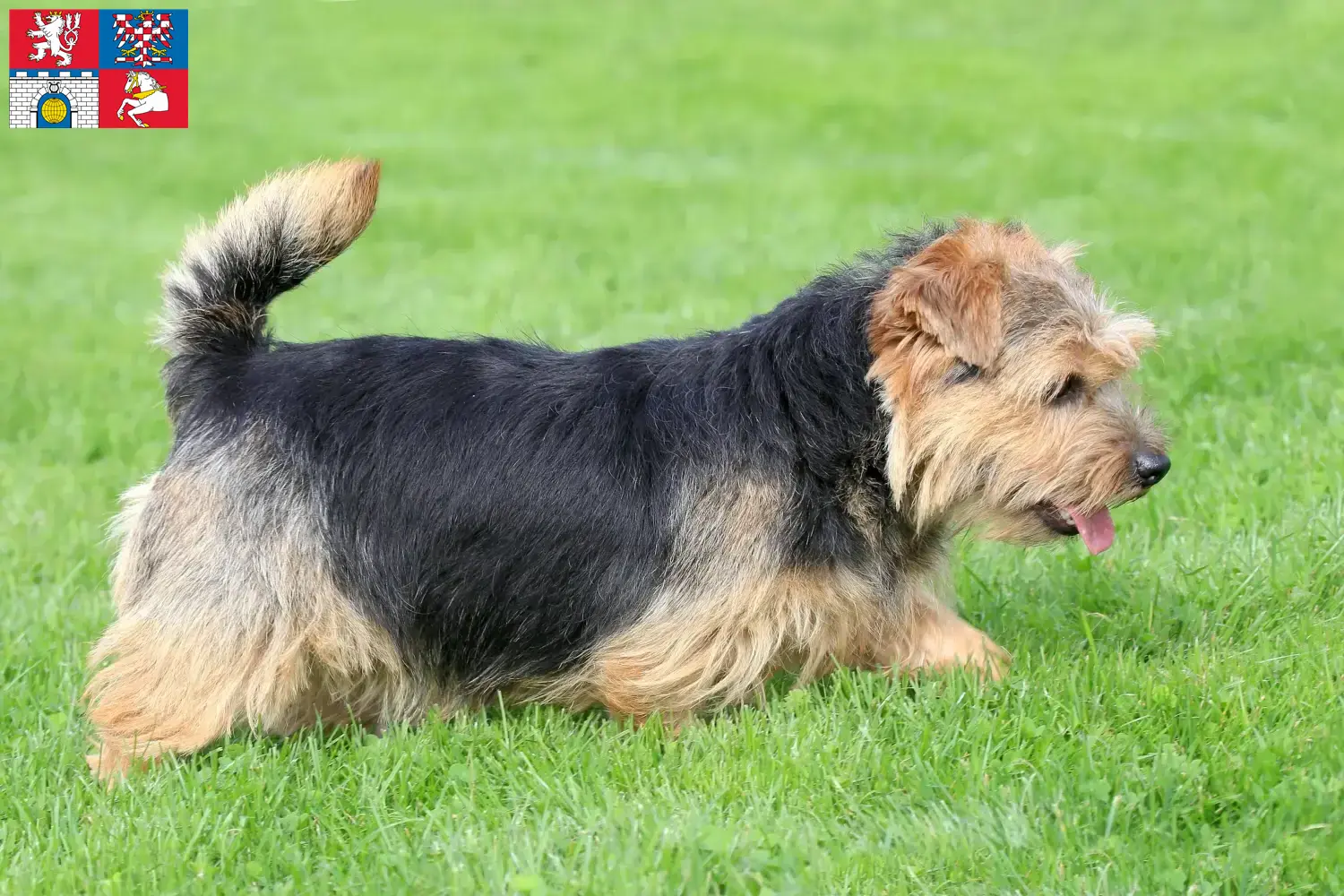 Read more about the article Norfolk Terrier breeders and puppies in Pardubice