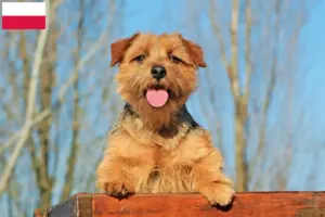 Read more about the article Norfolk Terrier breeders and puppies in Poland