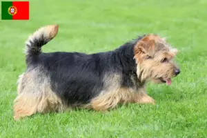 Read more about the article Norfolk Terrier breeders and puppies in Portugal
