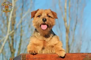 Read more about the article Norfolk Terrier breeders and puppies in Prague