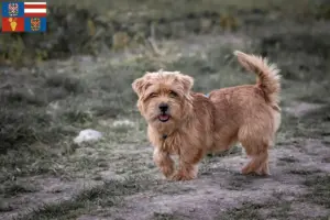 Read more about the article Norfolk Terrier breeders and puppies in South Moravia