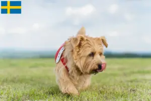 Read more about the article Norfolk Terrier breeders and puppies in Sweden