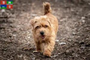 Read more about the article Norfolk Terrier breeders and puppies in Ústí