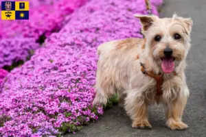 Read more about the article Norfolk Terrier breeders and puppies in Zlín