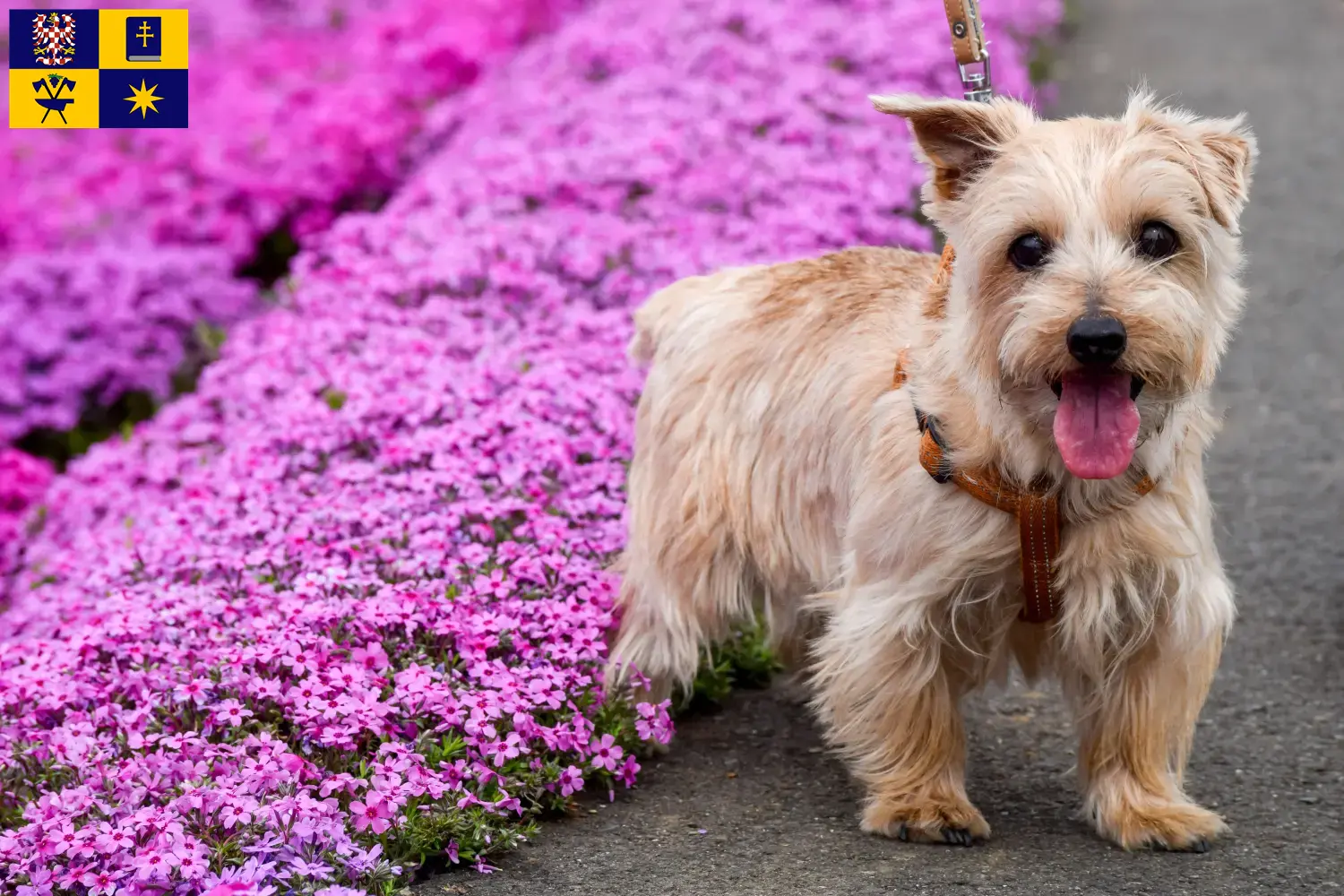 Read more about the article Norfolk Terrier breeders and puppies in Zlín