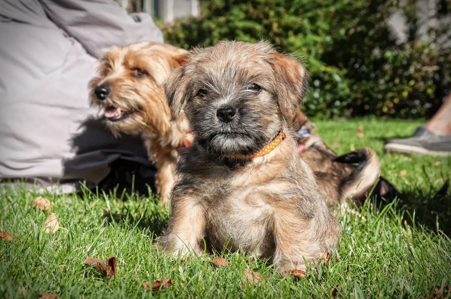 Buying a Norfolk Terrier puppy means taking responsibility! Buy Norfolk Terrier puppies.