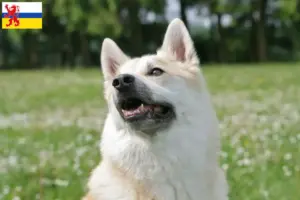 Read more about the article Norwegian Buhund breeder and puppies in Limburg