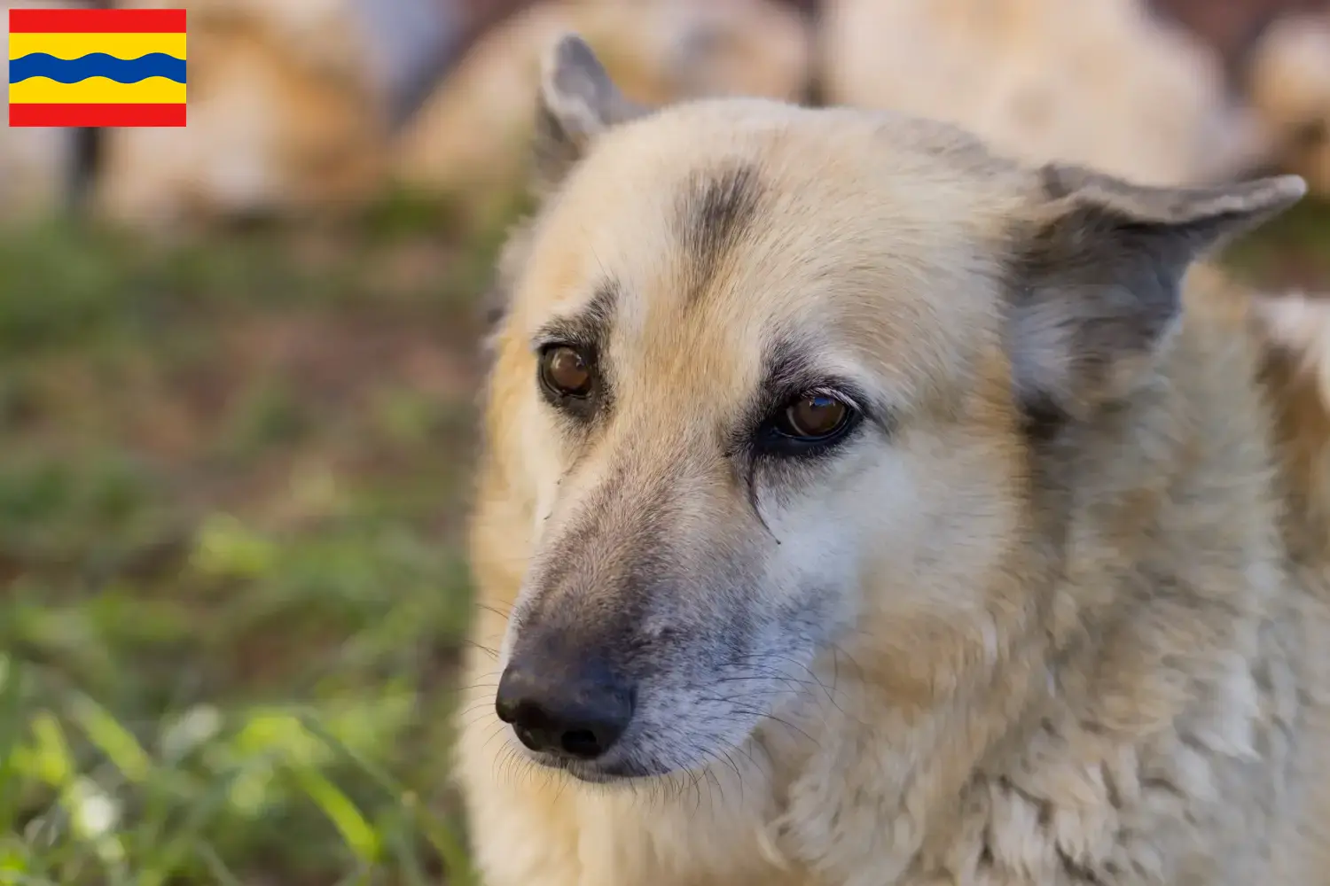 Read more about the article Norwegian Buhund breeder and puppies in Overijssel