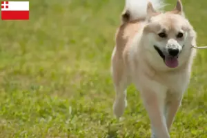 Read more about the article Norwegian Buhund breeder and puppies in Utrecht