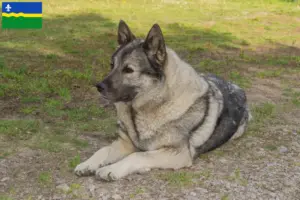 Read more about the article Norwegian Elkhound breeders and puppies in Flevoland