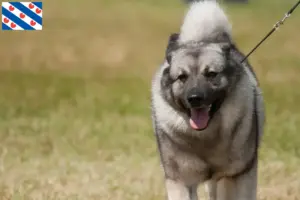 Read more about the article Norwegian Elkhound breeder and puppies in Friesland