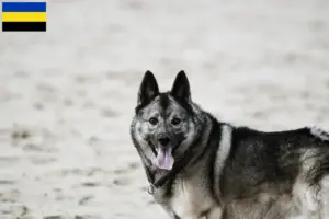 Read more about the article Norwegian Elkhound breeders and puppies in Gelderland