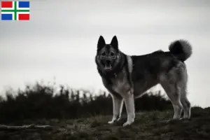 Read more about the article Norwegian Elkhound breeder and puppies in Groningen