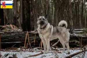 Read more about the article Norwegian Elkhound breeder and puppies in Limburg