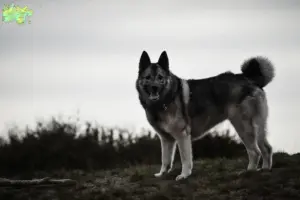Read more about the article Norwegian Elkhound breeder and puppies in Midtjylland