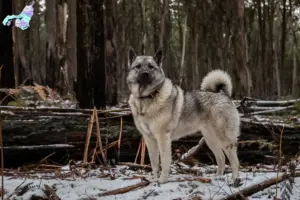 Read more about the article Norwegian Elkhound breeders and puppies in Nordjylland