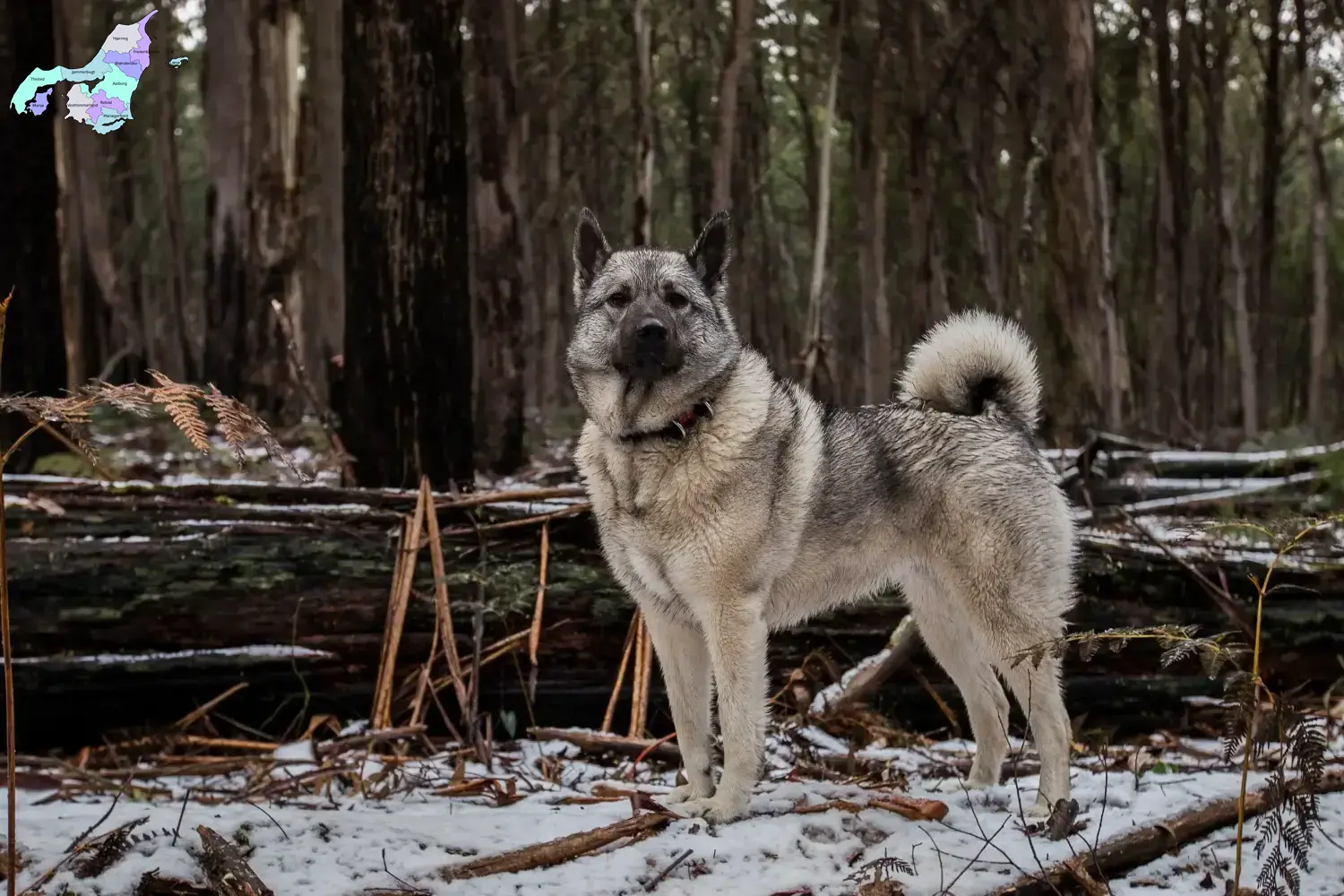 Norwegian Elkhound puppies and breeders Nordjylland Here you can find Norwegian Elkhound breeders in Nordjylland.