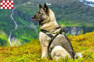 Read more about the article Norwegian Elkhound breeders and puppies in North Brabant
