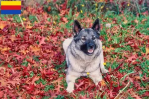 Read more about the article Norwegian Elkhound breeders and puppies in North Holland