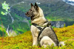 Read more about the article Norwegian Elkhound breeder and puppies in Sjælland