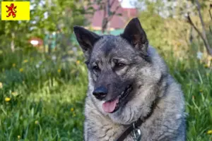 Read more about the article Norwegian Elkhound breeders and puppies in South Holland