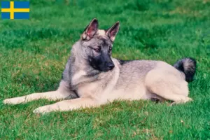 Read more about the article Norwegian Elkhound breeders and puppies in Sweden