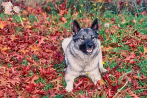 Read more about the article Norwegian Elkhound breeders and puppies in Syddanmark