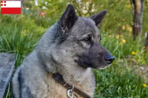 Read more about the article Norwegian Elkhound breeder and puppies in Utrecht