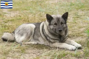 Read more about the article Norwegian Elkhound breeder and puppies in Zeeland