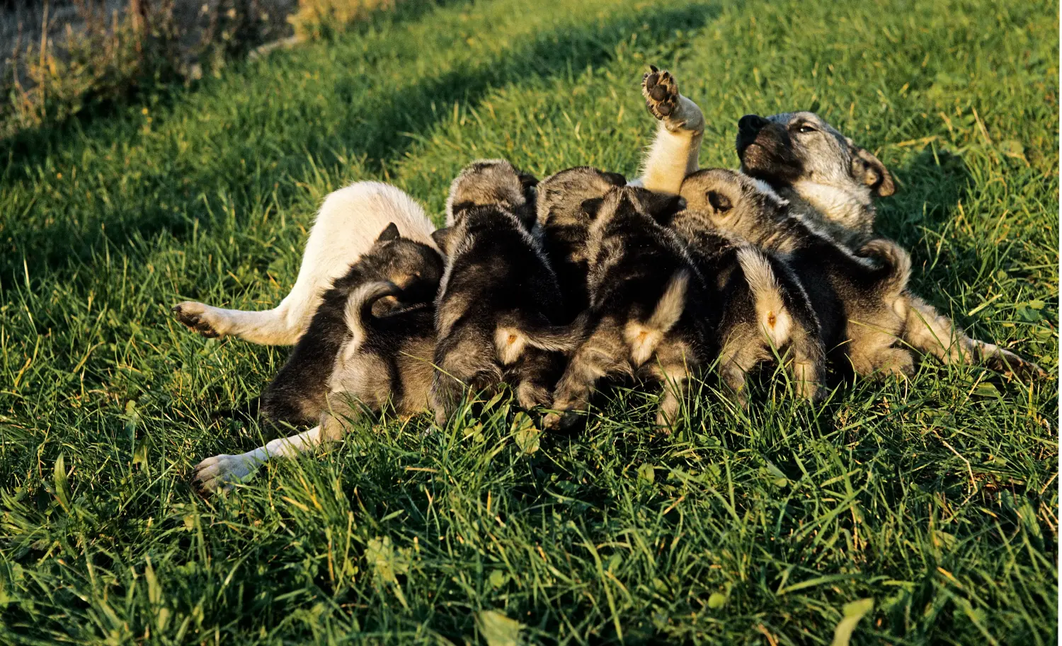 Buying a Norwegian Elkhound puppy means taking responsibility! Buy Norwegian Elkhound puppies.