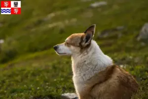 Read more about the article Norwegian Lundehund breeder and puppies in Central Bohemia