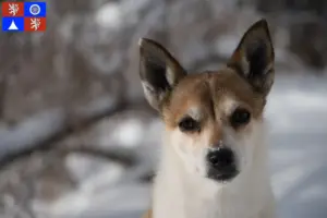 Read more about the article Norwegian Lundehund breeder and puppies in Liberec