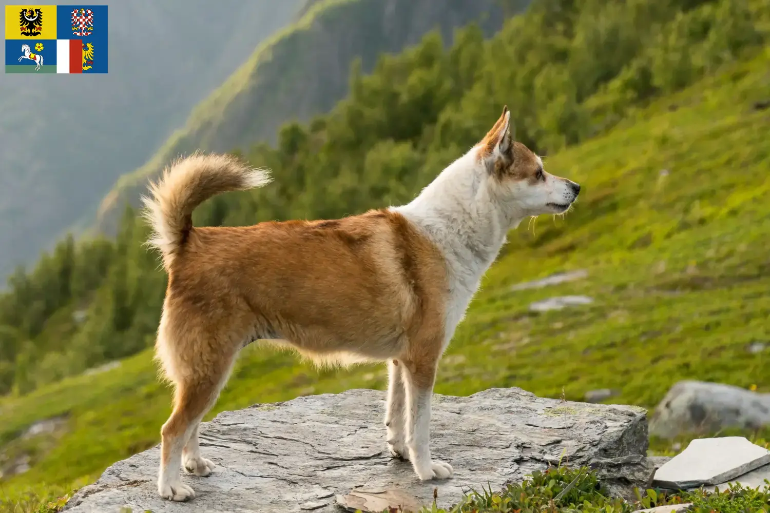 Read more about the article Norwegian Lundehund breeders and puppies in Moravia-Silesia
