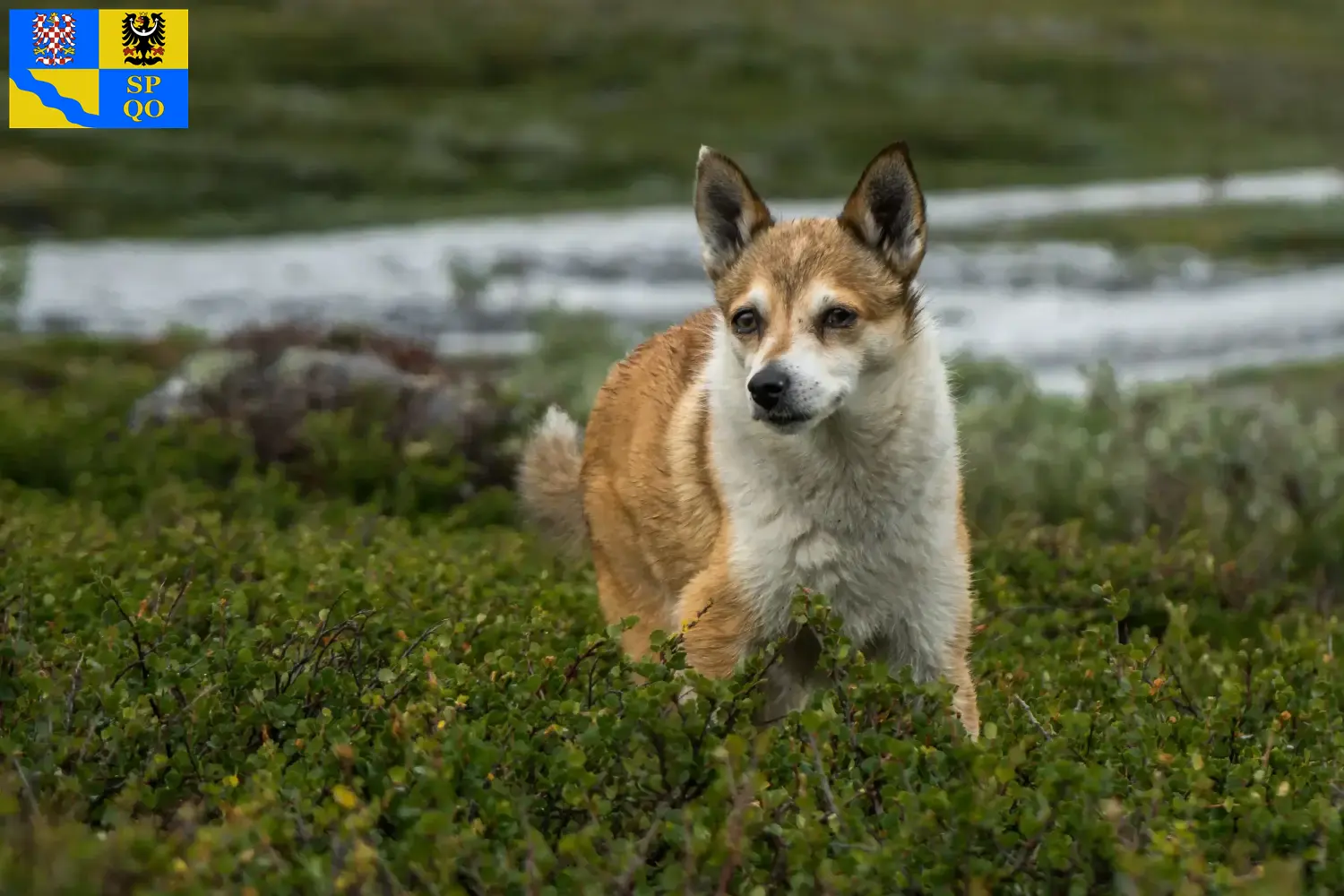 Read more about the article Norwegian Lundehund breeder and puppies in Olomouc