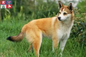 Read more about the article Norwegian Lundehund breeder and puppies in Pardubice