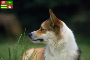 Read more about the article Norwegian Lundehund breeder and puppies in Pilsen