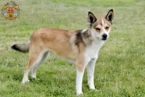 Read more about the article Norwegian Lundehund breeder and puppies in Prague
