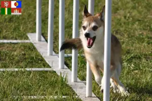 Read more about the article Norwegian Lundehund breeder and puppies in South Bohemia