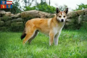 Read more about the article Norwegian Lundehund breeders and puppies in South Moravia