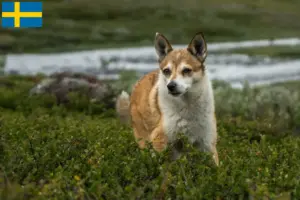 Read more about the article Norwegian Lundehund breeders and puppies in Sweden