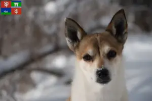 Read more about the article Norwegian Lundehund breeder and puppies in Ústí