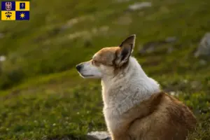 Read more about the article Norwegian Lundehund breeder and puppies in Zlín